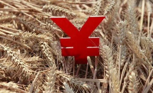 2023年新疆小麦收购政策解读和致小麦种植农户的一封公开信