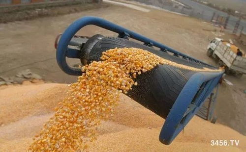 2020年,玉米要大涨 2个好消息 玉米能否进入暴涨时代