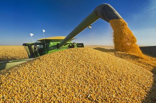 玉米价格将出现巨变 未来一个月玉米价格行情分析,农户一定要看